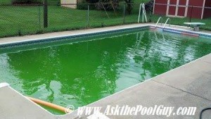 algae green pool
