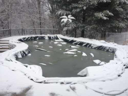 inground pool losing water in winter
