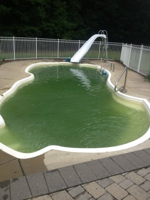 Ask the Pool Guy Algae in Fiberglass Pool