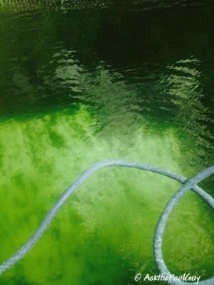 Vinyl Liner Pool Opening Series Green Water (3)