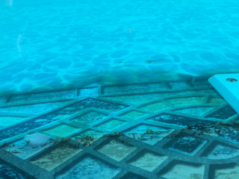 algae bottom of pool