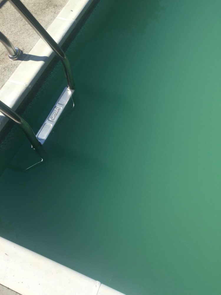 pool turned green after adding alkalinity