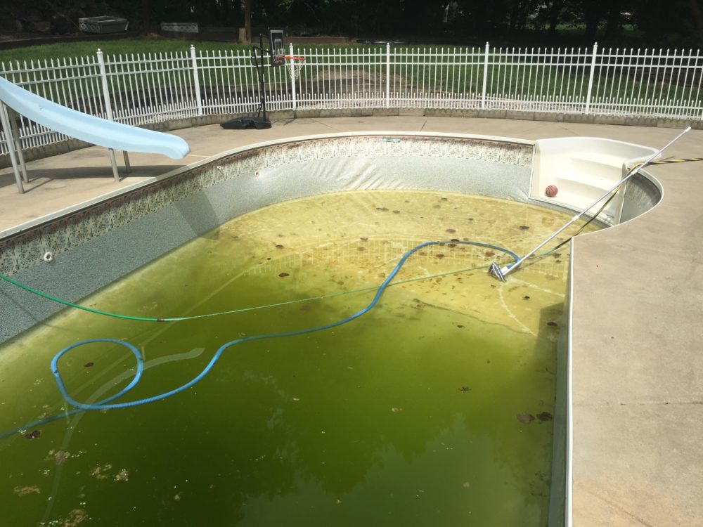 Mustard Algae How to diagnose and treat Mustard or Yellow Algae in