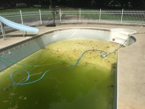 algae and sediment vinyl liner pool (5)