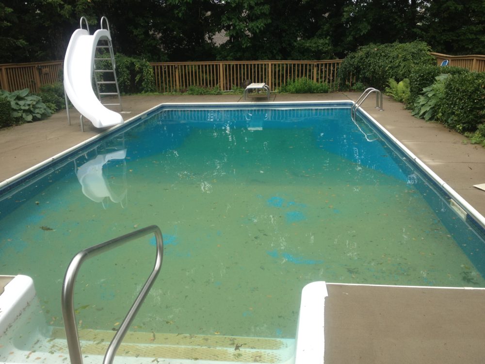 algae in pool after winter